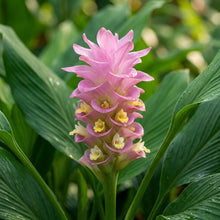 Curcuma Thailand Pink Seeds for Planting
