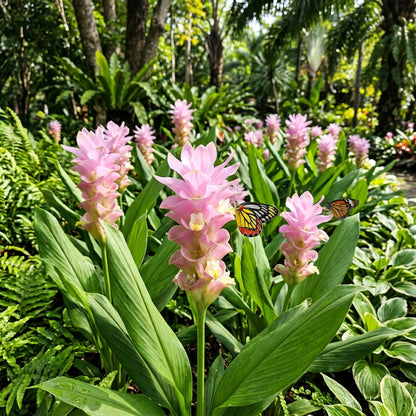 Curcuma Thailand Pink Seeds for Planting