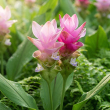 Pink Curcuma Flower Seeds for Planting