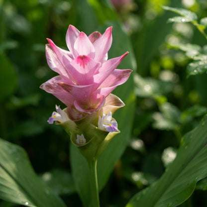 Pink Curcuma Flower Seeds for Planting