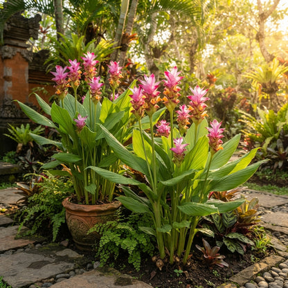 Pink Curcuma Flower Seeds for Planting