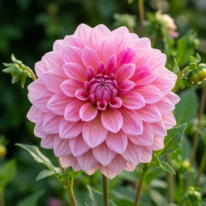 Pink Dahlia Flower Seeds For Planting