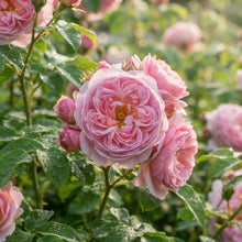 Pink Damascus Rose Seeds for Planting