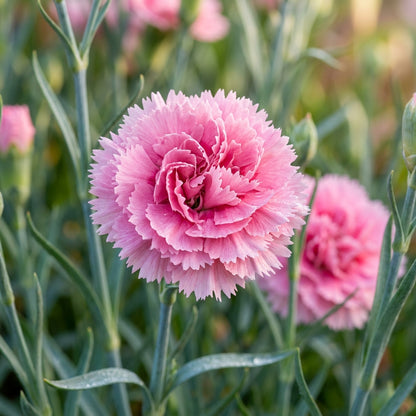 Pink Double Flowered Dianthus Seeds for Garden Planting