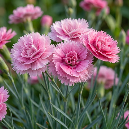 Pink Double Flowered Dianthus Seeds for Garden Planting
