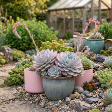 Light Pink Echeveria laui Succulent Seeds for Planting