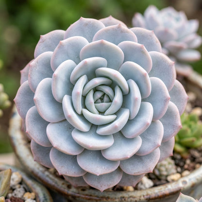 Light Pink Echeveria laui Succulent Seeds for Planting