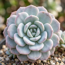 Light Pink Echeveria laui Succulent Seeds for Planting