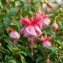 Pink Fuchsia Flower Seeds for Planting