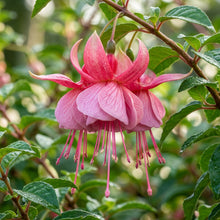 Pink Fuchsia Flower Seeds for Planting