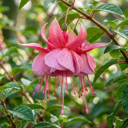 Pink Fuchsia Flower Seeds for Planting