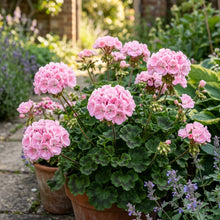 Pink Geranium Flower Seeds For Planting