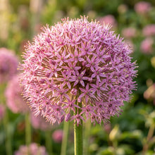 Pink Allium giganteum Seeds for Planting