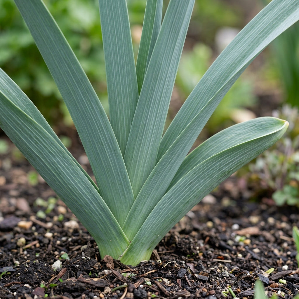 Pink Allium giganteum Seeds for Planting