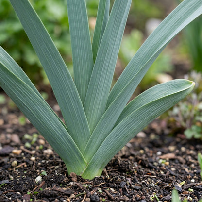 Pink Allium giganteum Seeds for Planting