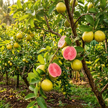 Pink Seedless Guava Seeds for Planting
