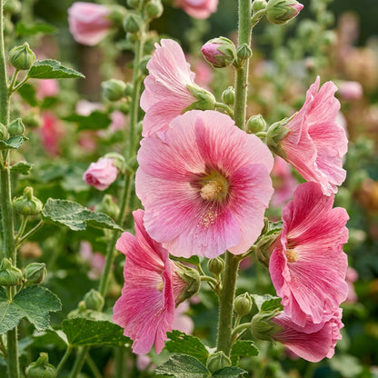 Pink Hollyhock Flower Seeds - Hollyhock Flower Seeds for Garden