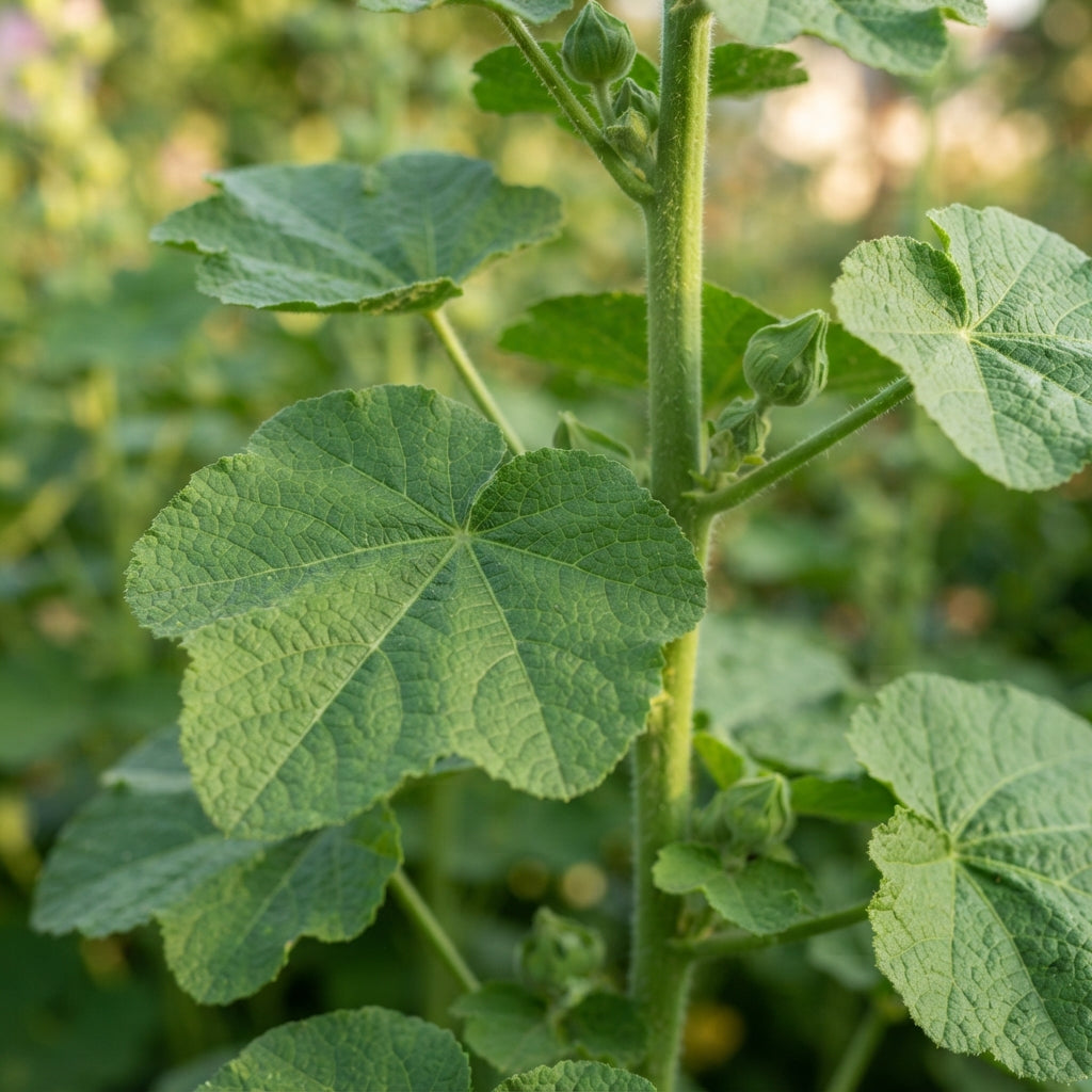 Pale Pink Hollyhock Flower Seeds for Planting