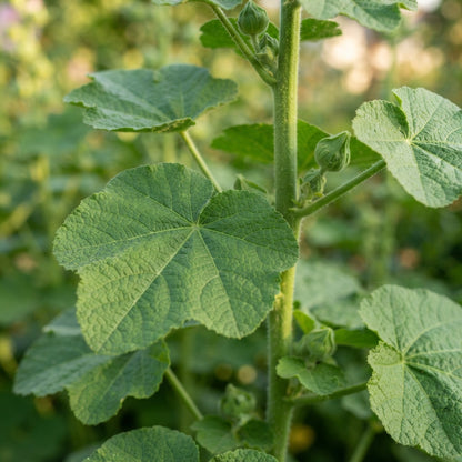 Pale Pink Hollyhock Flower Seeds for Planting