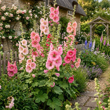Pink Hollyhock Flower Seeds - Hollyhock Flower Seeds for Garden
