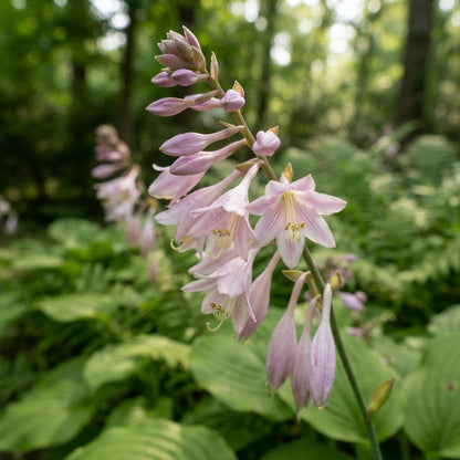 Pink Hosta Seeds for Planting