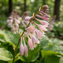 Pink Hosta Seeds for Planting
