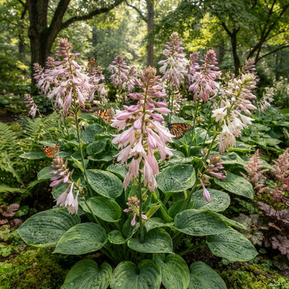 Pink Hosta Seeds for Planting