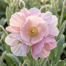 Meconopsis baileyi 'Pink Icing' Flower Seeds for Planting