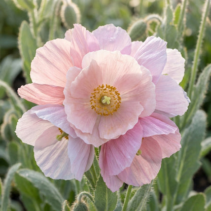 Meconopsis baileyi 'Pink Icing' Flower Seeds for Planting