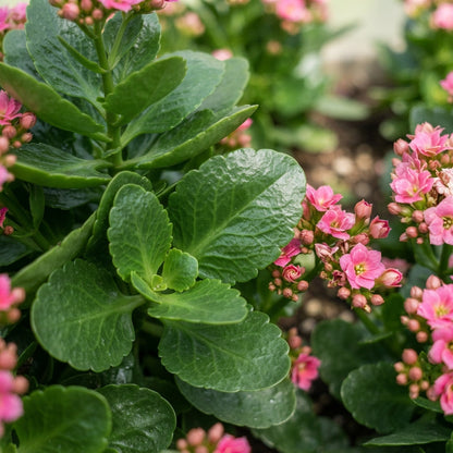 Pink Kalanchoe Flower Seeds for Planting
