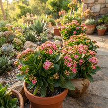 Pink Kalanchoe Flower Seeds for Planting