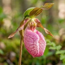 Pink Lady's Slipper Orchid Flower Seeds for Planting