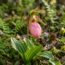 Pink Lady's Slipper Orchid Flower Seeds for Planting