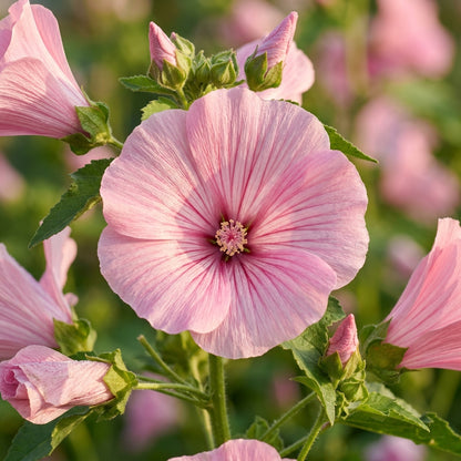 Lavatera Dwarf Pink Blush Seeds – Compact Pink Blooms
