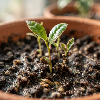 Pink Variegated Lemon Seeds for Planting
