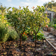 Pink Variegated Lemon Seeds for Planting