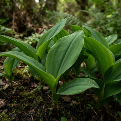 Pink Lily of the Valley Seeds for Planting