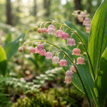 Pink Lily of the Valley Seeds for Planting