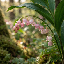 Pink Lily of the Valley Seeds for Planting
