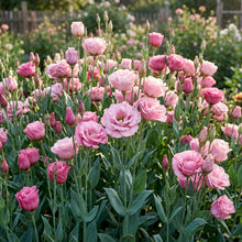 Pink Lisianthus Flower Seeds For Planting