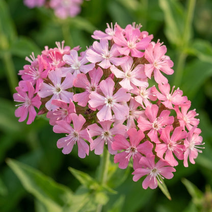 Lychnis Chalcedonica Pinkie Flower Seeds for Garden Planting