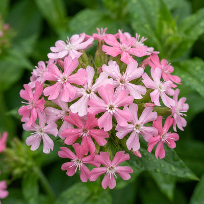 Lychnis Chalcedonica Pinkie Flower Seeds for Garden Planting