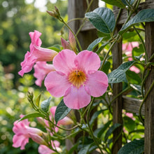 Pink Mandevilla Vine Flower Seeds for Planting