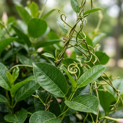 Pink Mandevilla Vine Flower Seeds for Planting