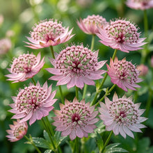 Pink Masterwort Flower Seeds for Garden Planting