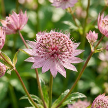 Pink Masterwort Flower Seeds for Garden Planting