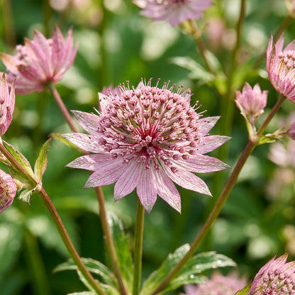 Pink Masterwort Flower Seeds for Garden Planting