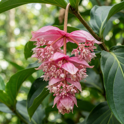 Pink Medinilla magnifica Flower Seeds for Planting