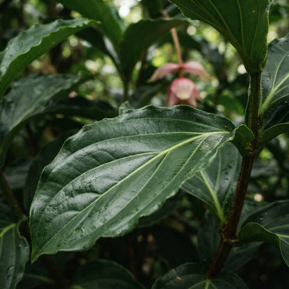 Pink Medinilla magnifica Flower Seeds for Planting
