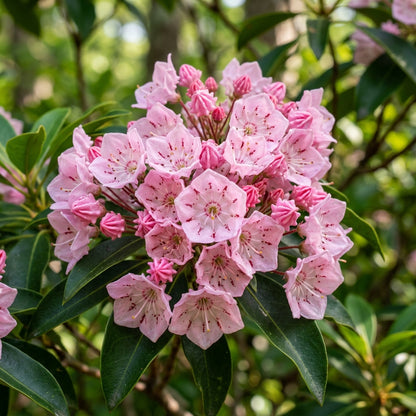 Pink Laurel Flower Seeds – Ornamental Mountain Laurel